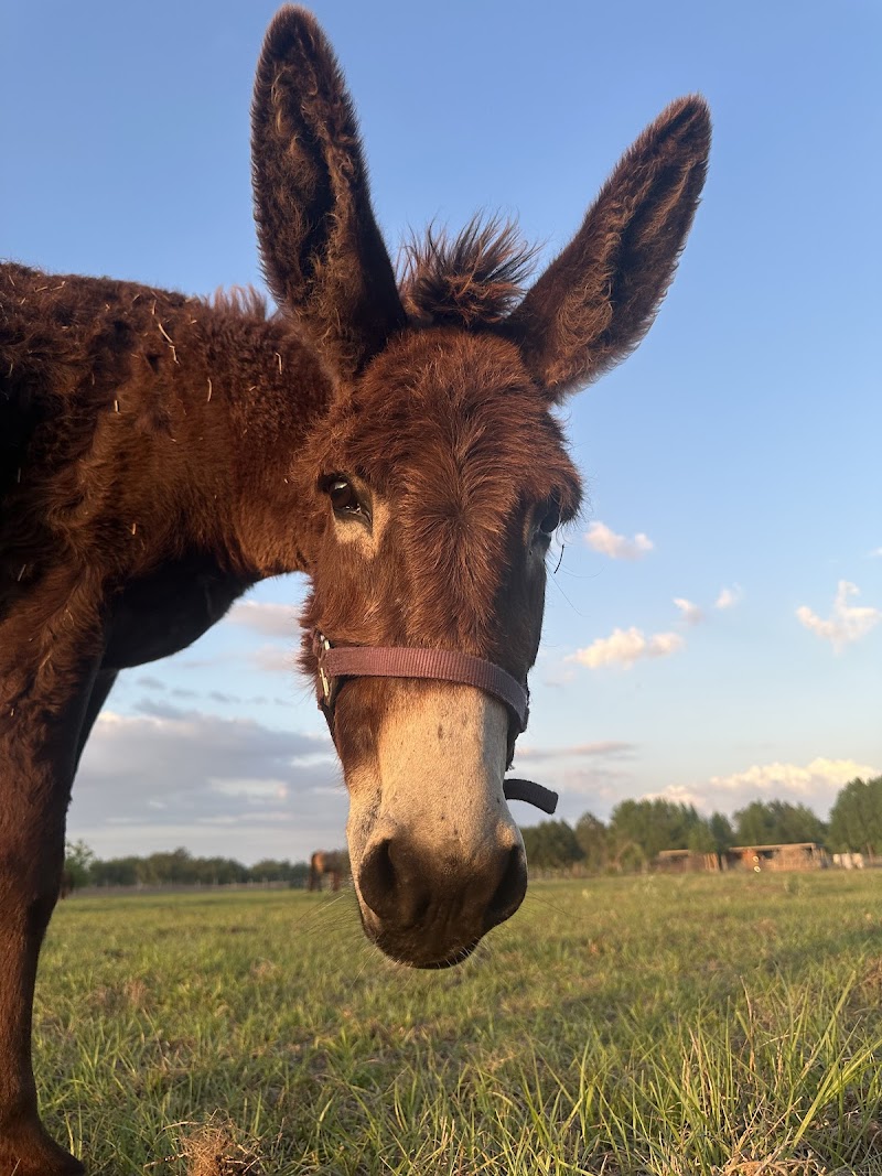Sunshine Pastures Rescue and Sanctuary photo 3