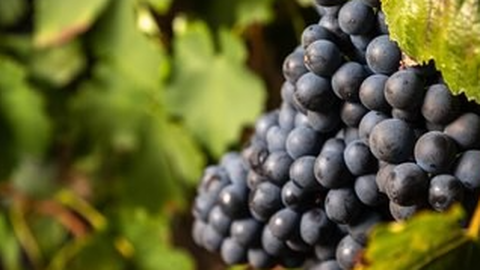 Photo of Captain Vineyards