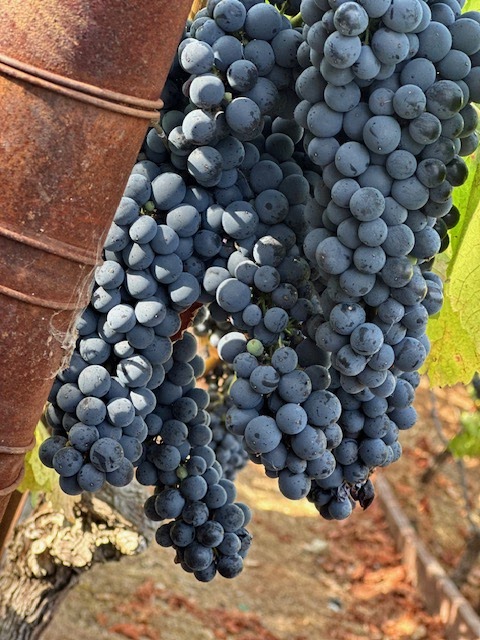 Captain Vineyards photo 2