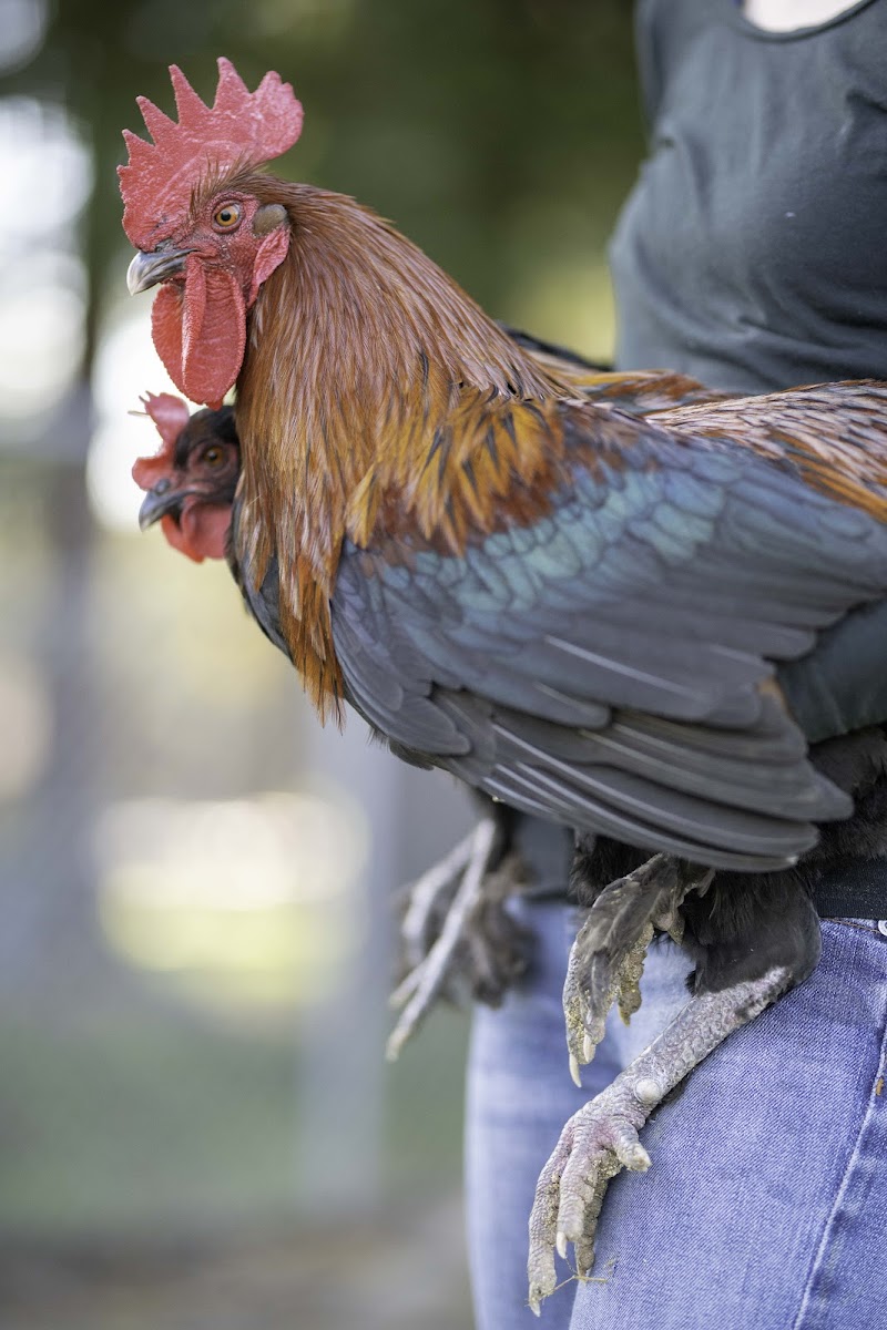 Alchemist Farm photo 5