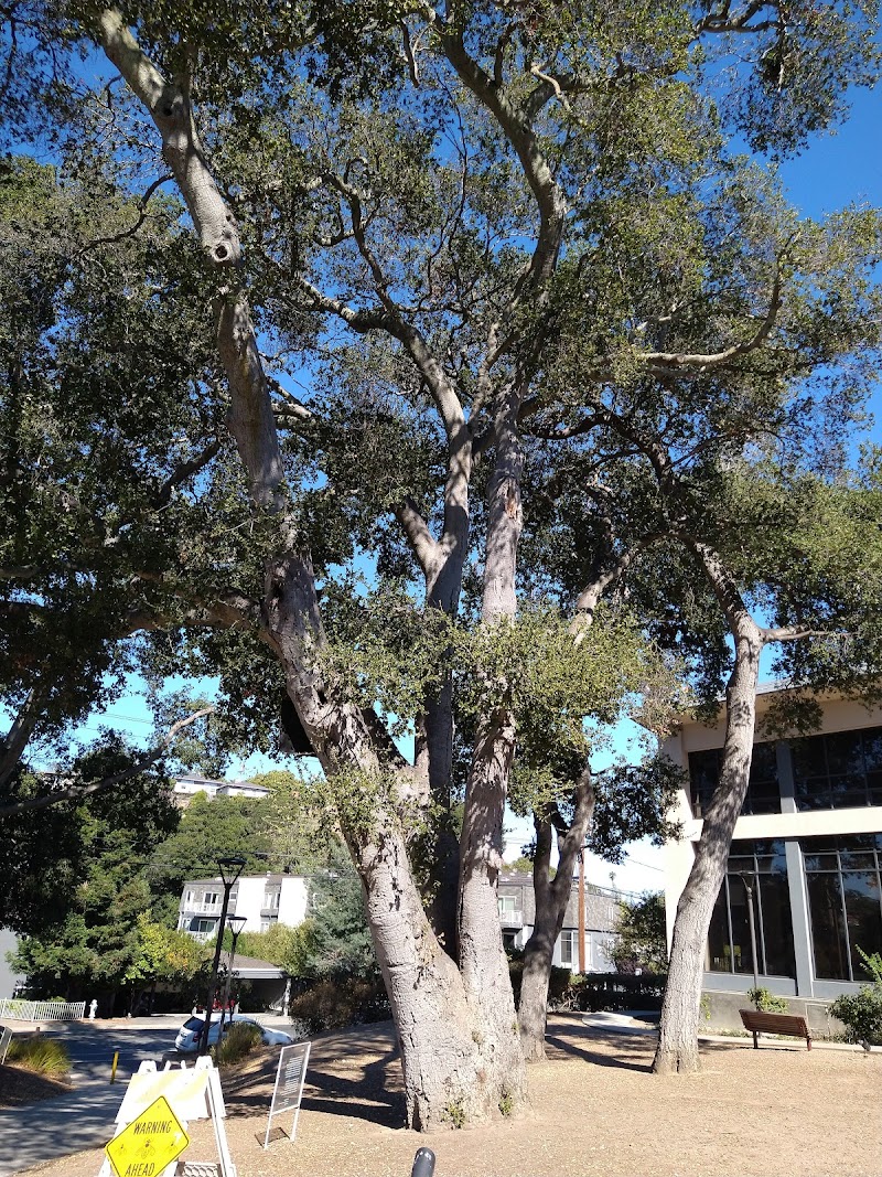 Belameda Park photo 5