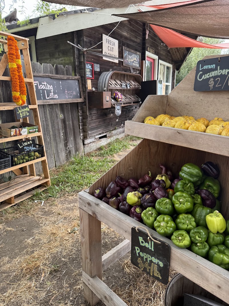 Photo of Bohemian Flowers & Farmstand