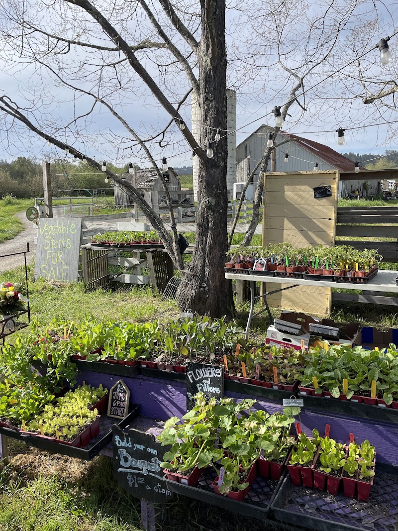 Bohemian Flowers & Farmstand photo 4