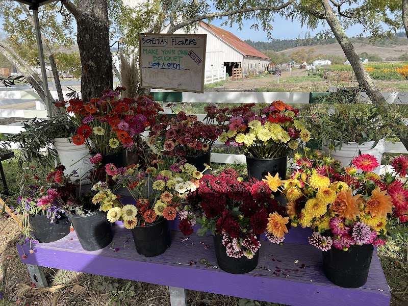 Bohemian Flowers & Farmstand photo 5