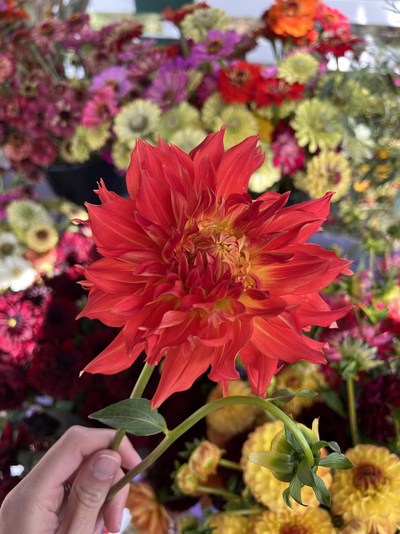 Bohemian Flowers & Farmstand photo 3