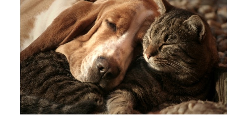Photo of LoLo's San Francisco Pet Sitting
