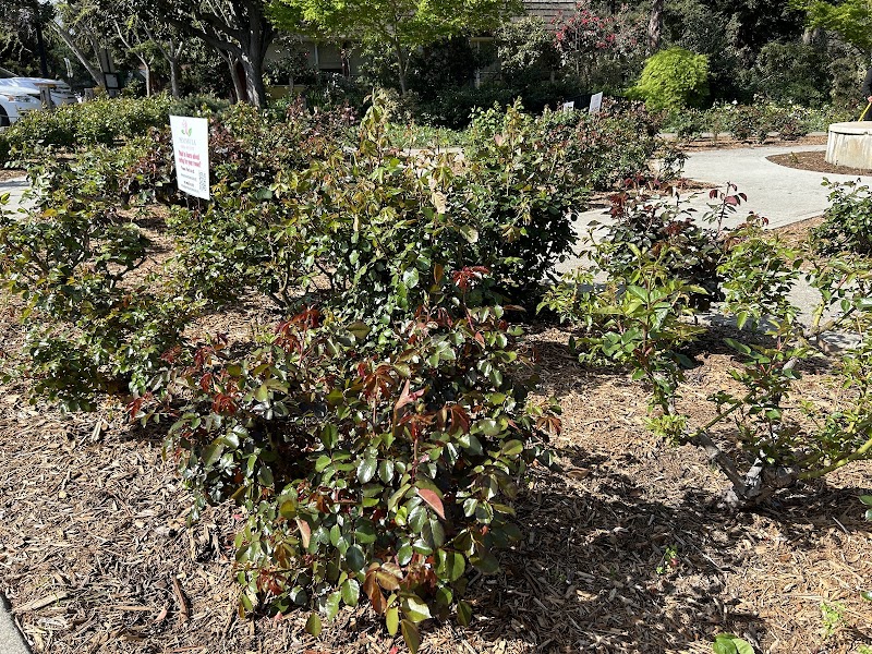 Catherine Brennan Memorial Rose Garden photo 5