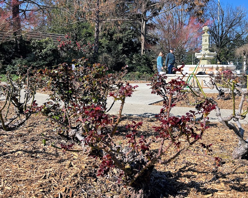Catherine Brennan Memorial Rose Garden photo 3