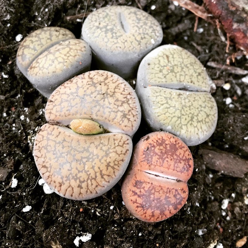Fig Toad Farm photo 2