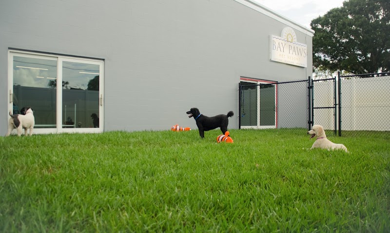Bay Paws Pet Resort - Clearwater photo 2