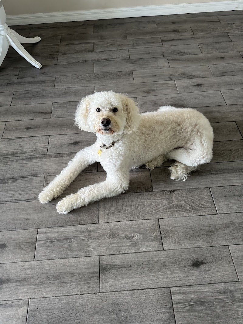Bay Paws Pet Resort - Clearwater photo 3