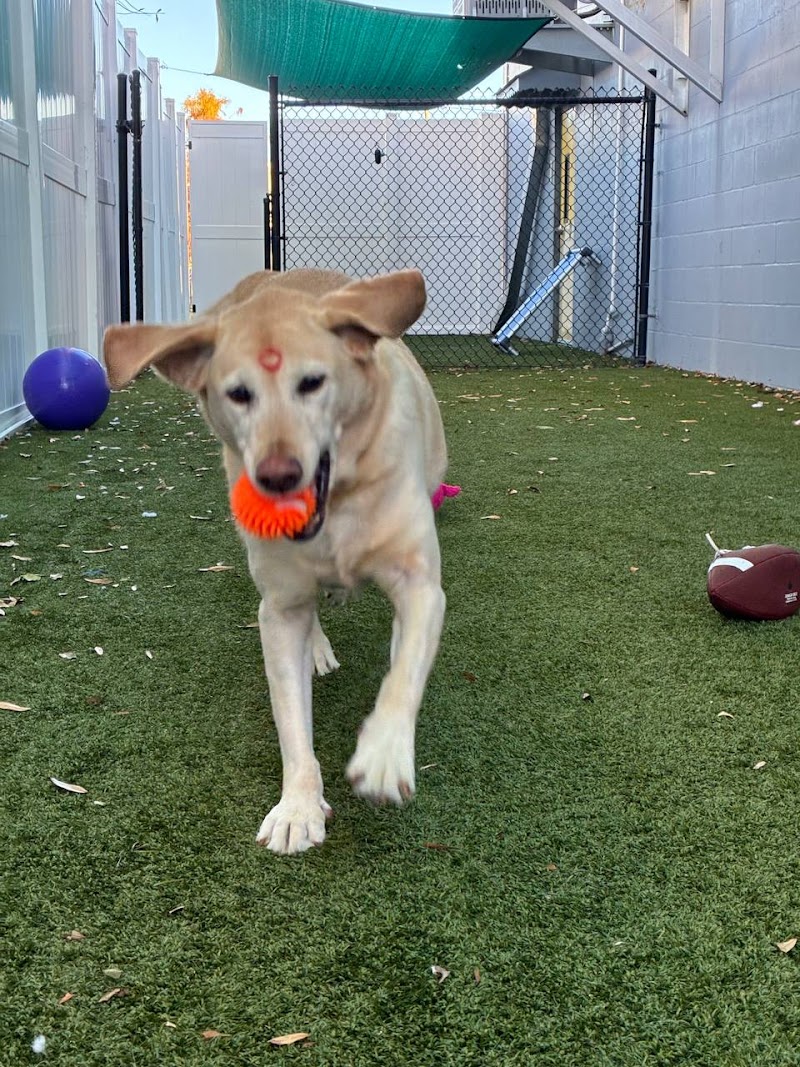 Bay Paws Pet Resort - Clearwater photo 4
