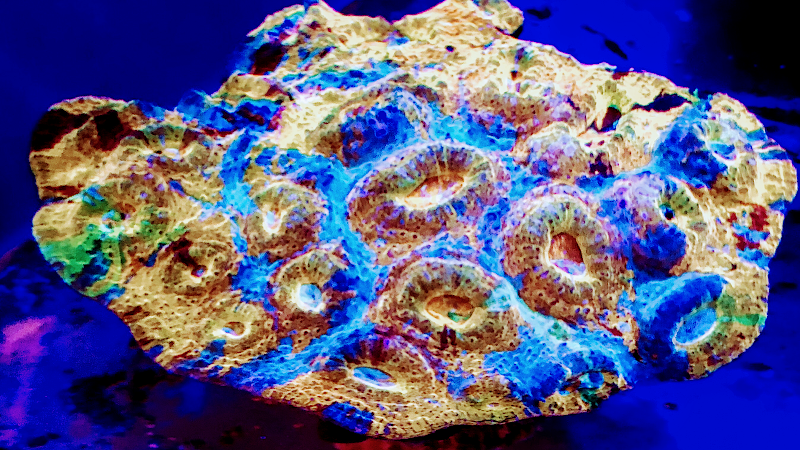 The Coral Corral photo 2