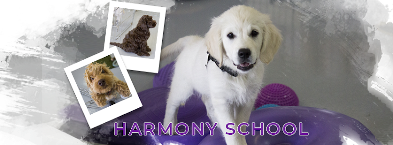 Photo of Dogs In Harmony