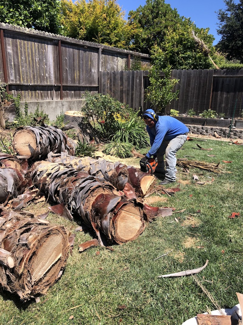 Novato Tree Service Company photo 5