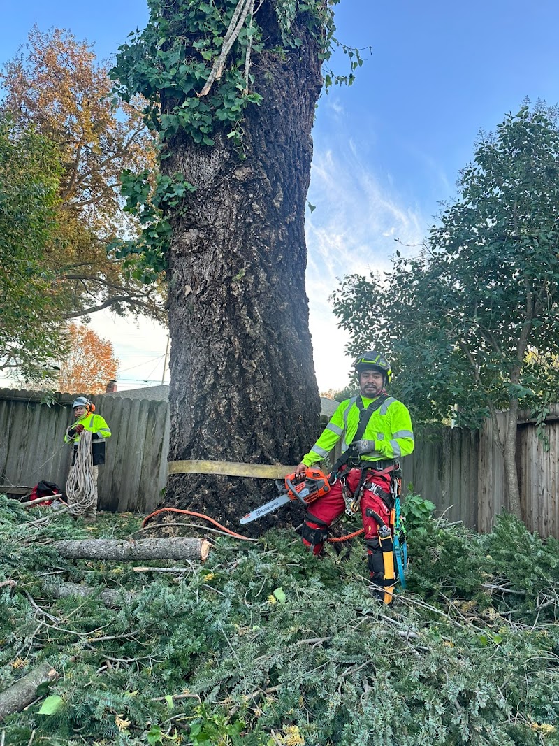 Photo of Novato Tree Service Company