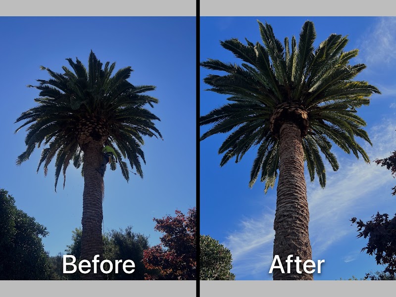 Novato Tree Service Company photo 2