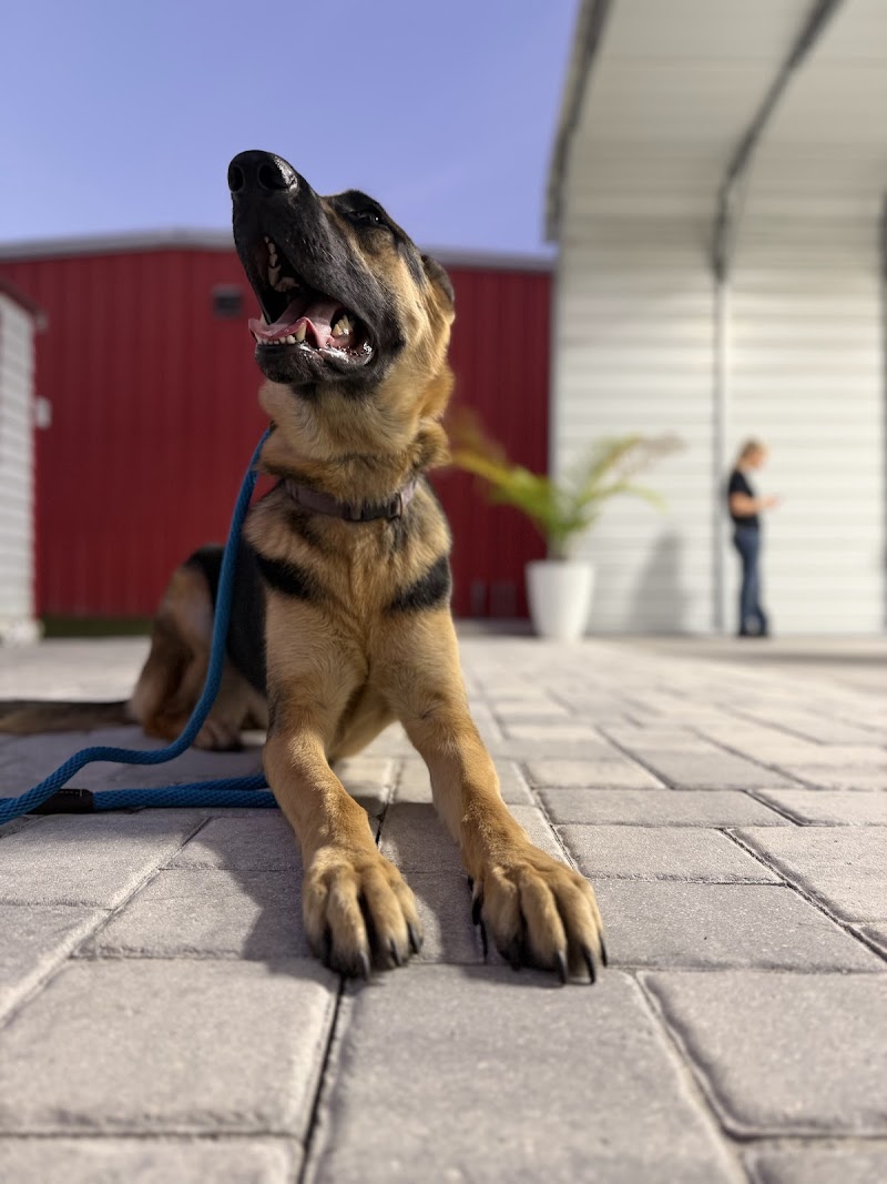Elite K9 Service photo 4