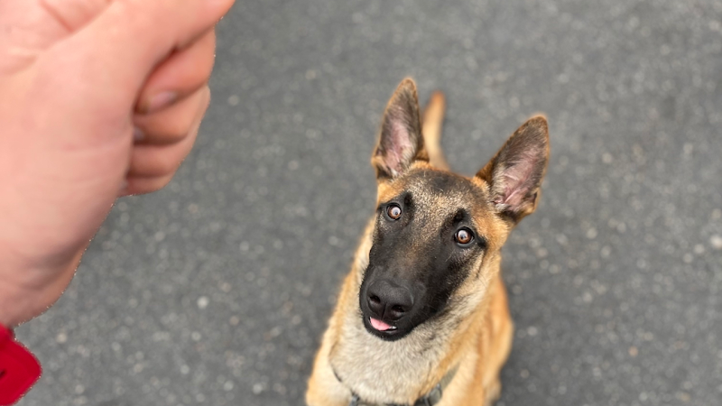 Photo of Elite K9 Service