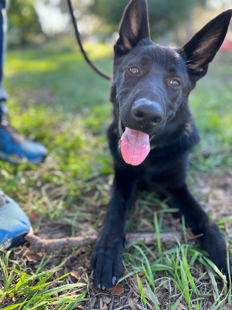 Elite K9 Service photo 3