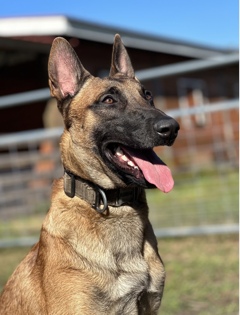 Elite K9 Service photo 2