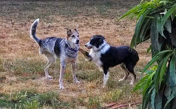 Animal Healing Arts - Lisa Pesch Marinho, DVM photo 5