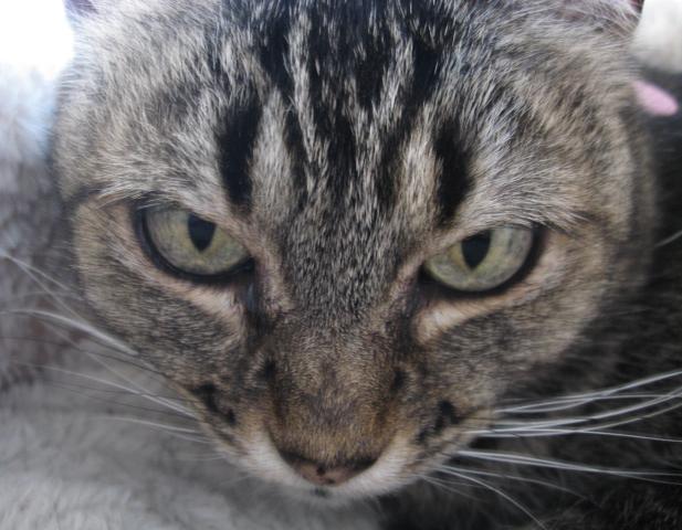Animal Healing Arts - Lisa Pesch Marinho, DVM photo 3