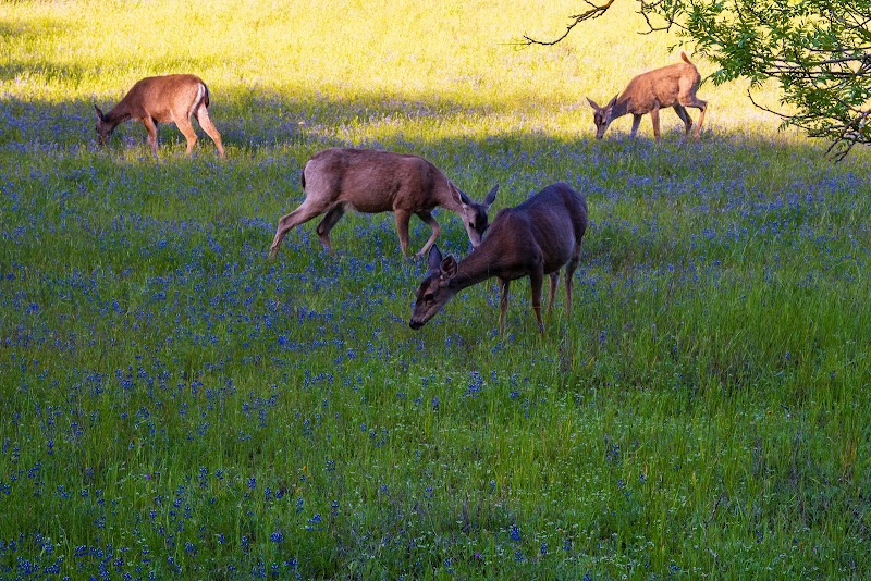 Rancho Cañada del Oro Open Space Preserve photo 4