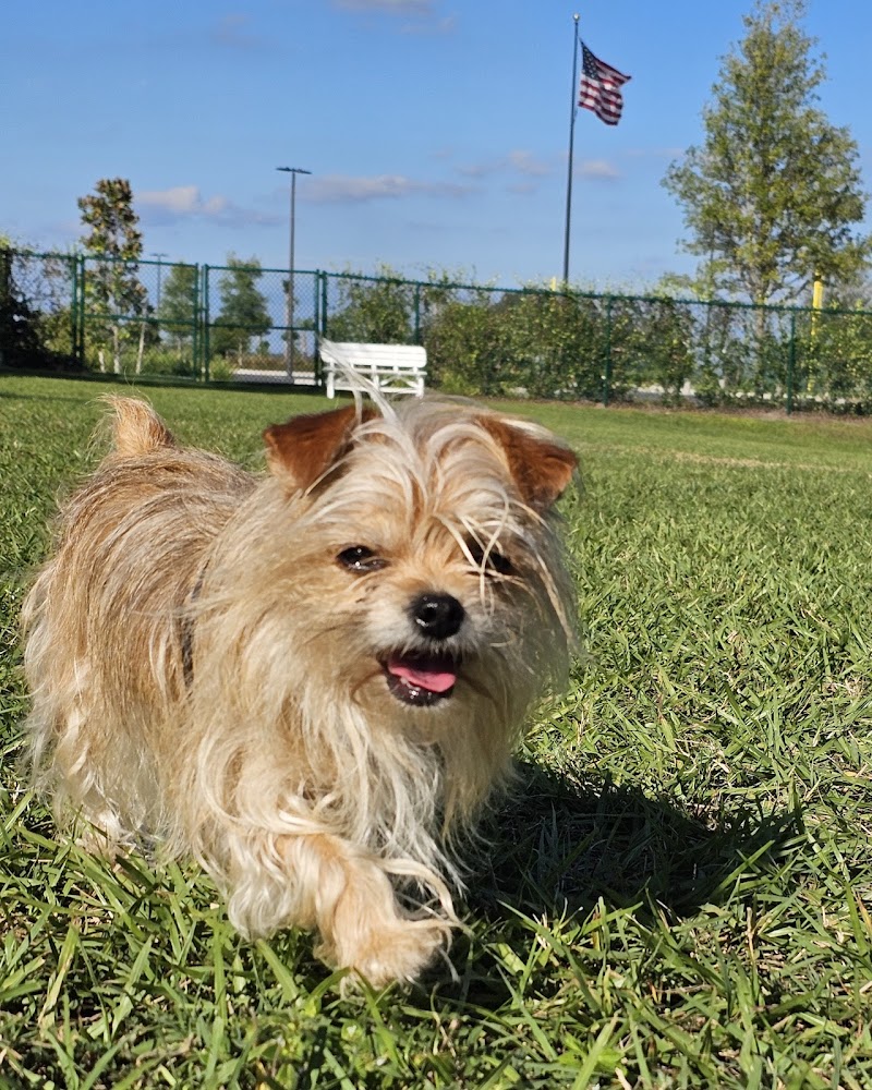 Sophie Doodles Canine Park photo 5