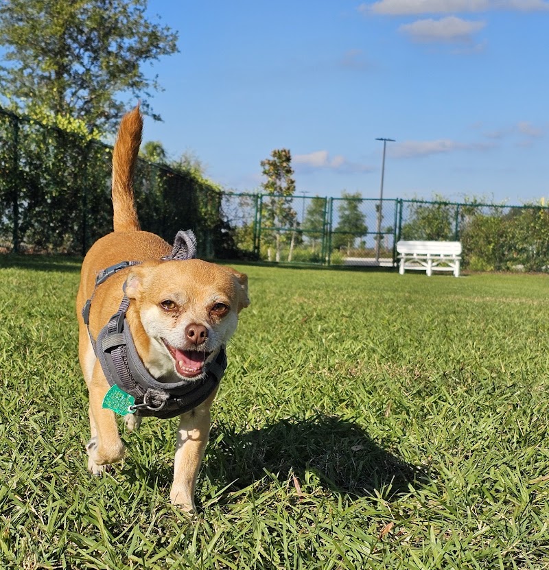 Sophie Doodles Canine Park photo 3