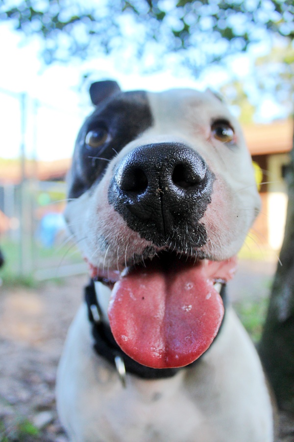 Photo of Unique Dog Boarding, Inc