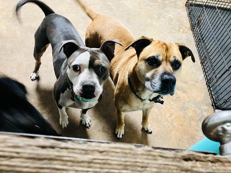 Unique Dog Boarding, Inc photo 5