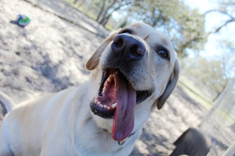 Unique Dog Boarding, Inc photo 4