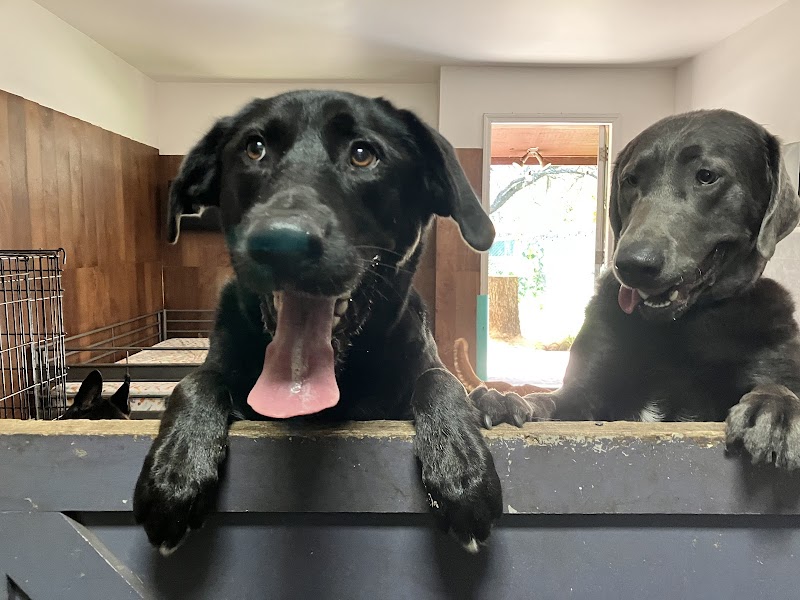 Unique Dog Boarding, Inc photo 3