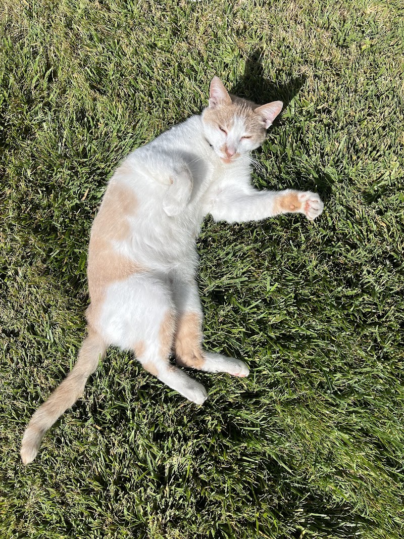 Photo of Sunny the Cat