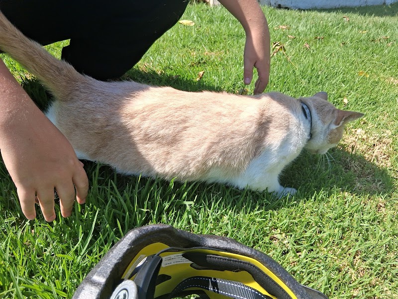 Sunny the Cat photo 2