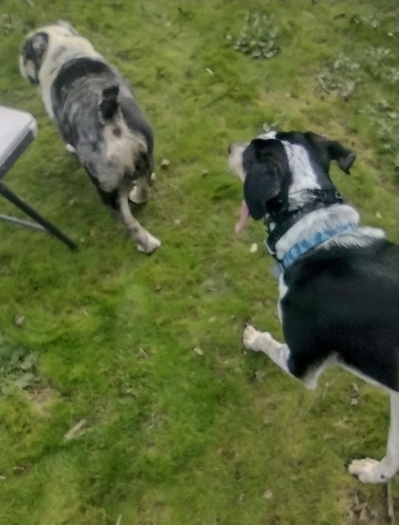 Hillside Meadow Sniff Spot - Off leash private dog park photo 5