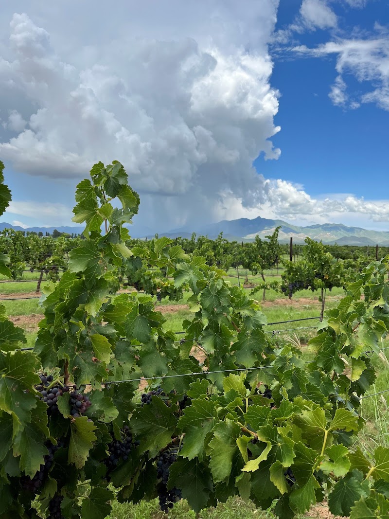 Bodega Pierce Vineyard & Tasting Room photo 4