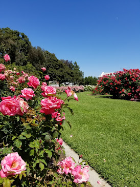 Exposition Park Rose Garden photo 5
