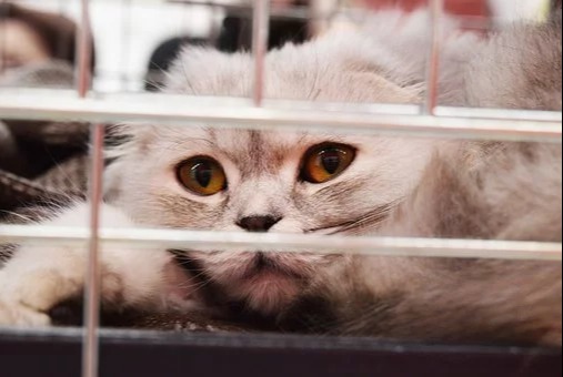 Silverthorn Animal Clinic photo 5