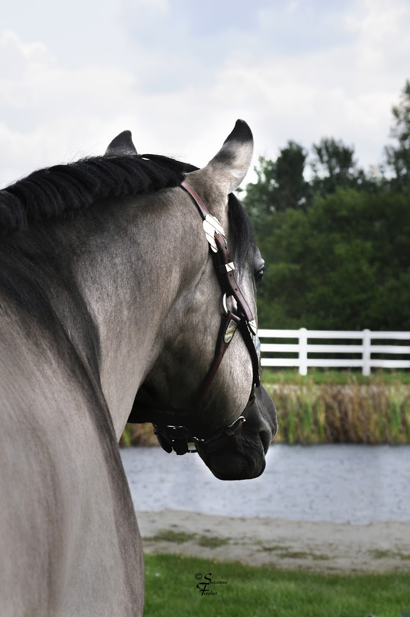 Photo of Dynamic Breeze