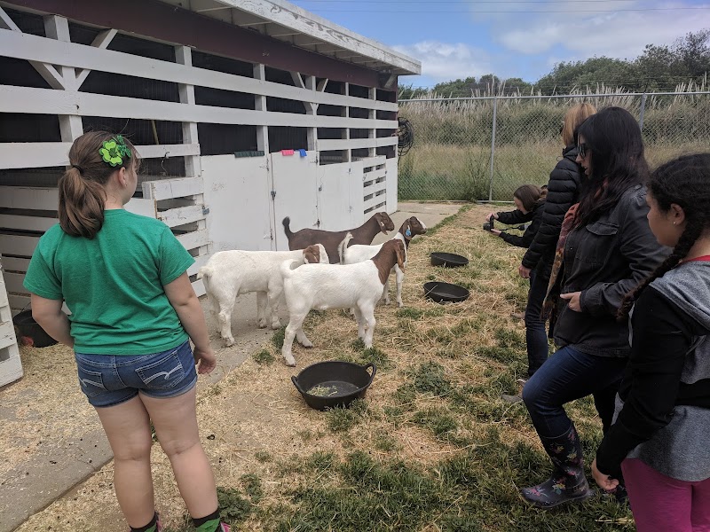 San Bruno / South San Francisco 4-H Club photo 3