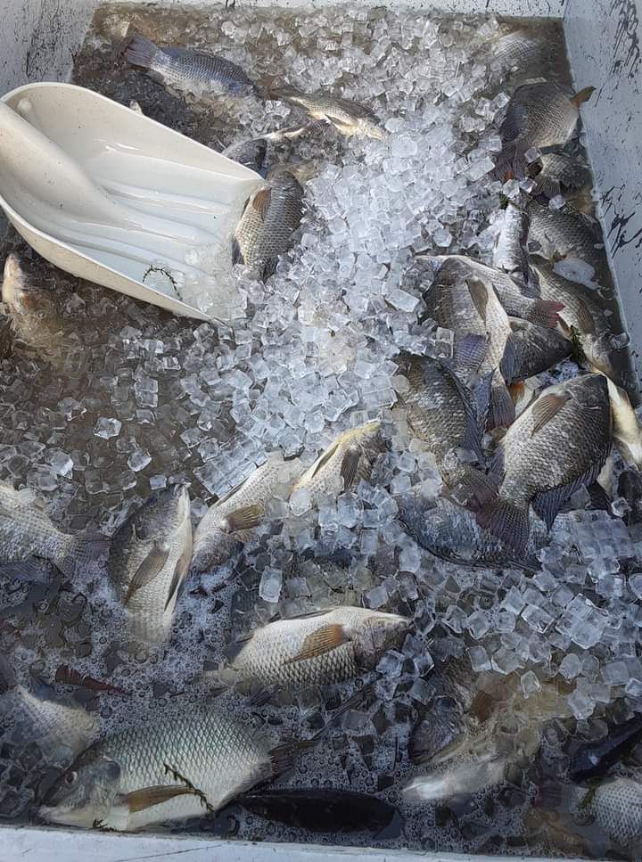 The Miss Fish photo 5