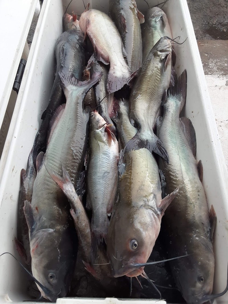 The Miss Fish photo 3
