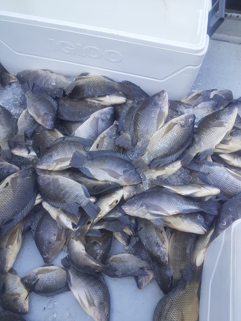 The Miss Fish photo 4