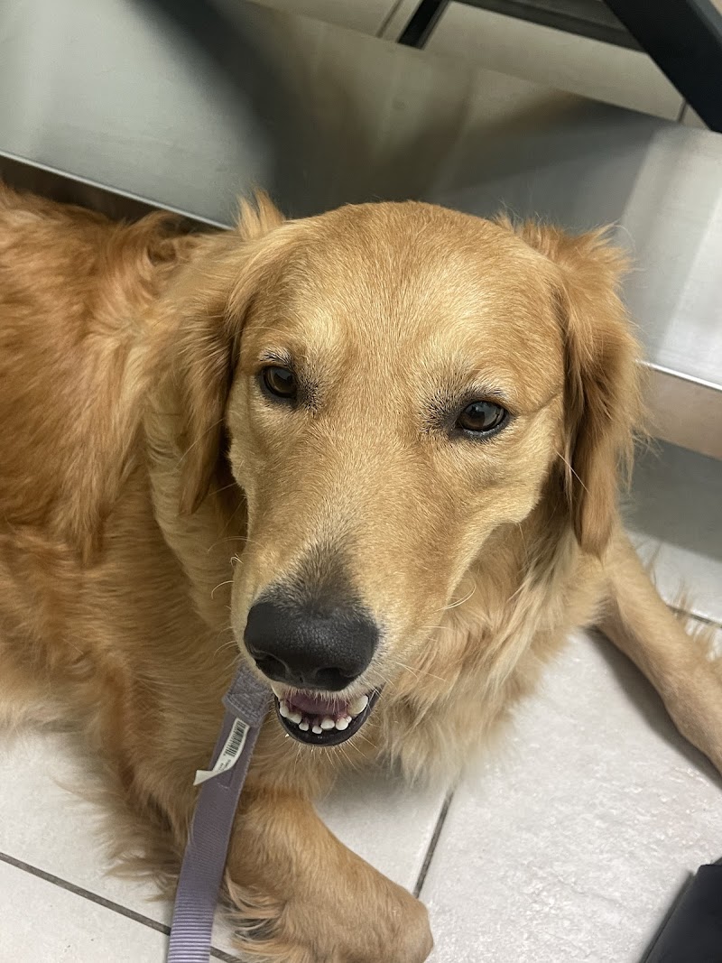 VCA Cypress Animal Hospital photo 5