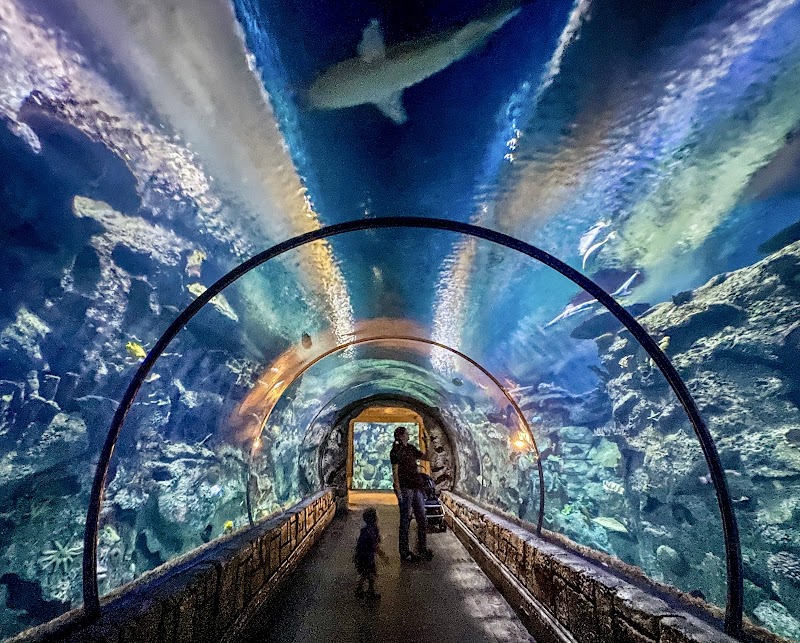 Photo of Shark Reef Aquarium at Mandalay Bay