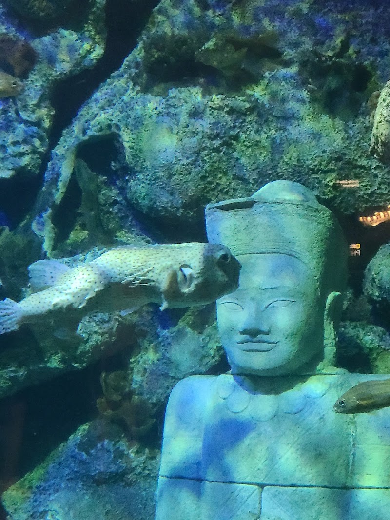 Shark Reef Aquarium at Mandalay Bay photo 4