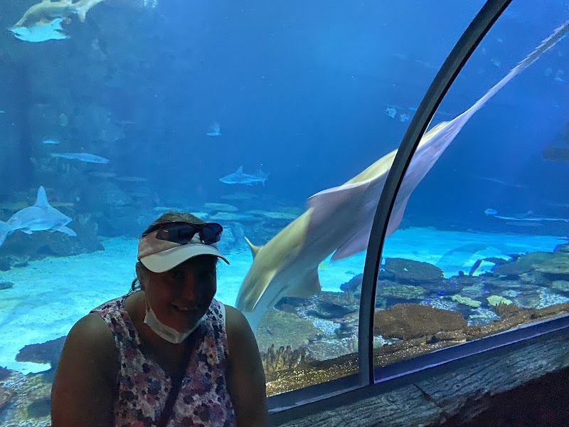 Shark Reef Aquarium at Mandalay Bay photo 2