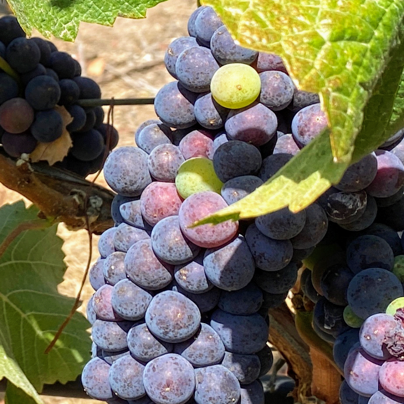 Auteur Wines photo 5